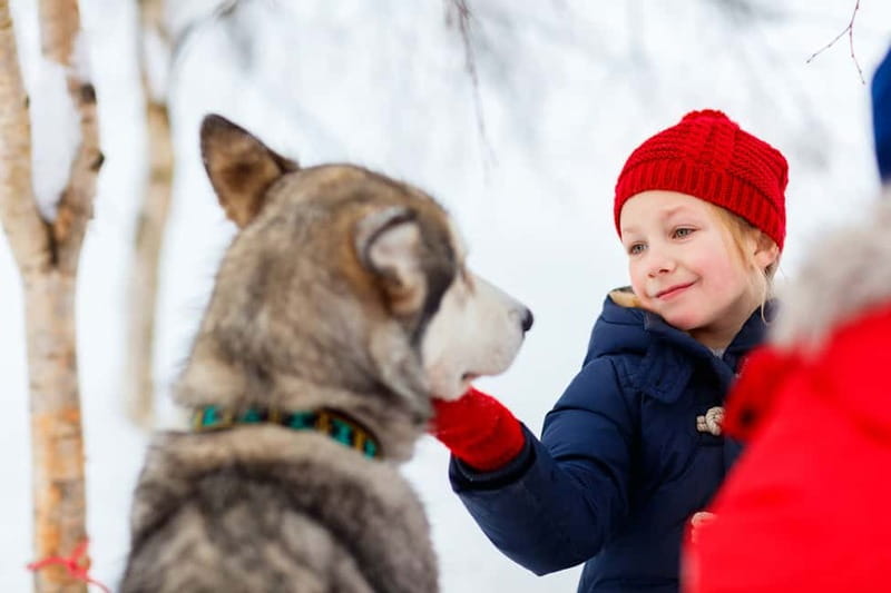 Rovaniemi: Husky Farm and Reindeer Experience - Food, warm-up stops, and what is included