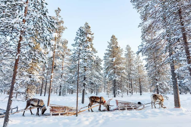 Rovaniemi: Husky Farm and Reindeer Experience - Is $185 a fair price?