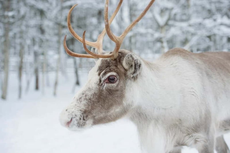 Rovaniemi: Husky Farm and Reindeer Experience - Small details that improve the day