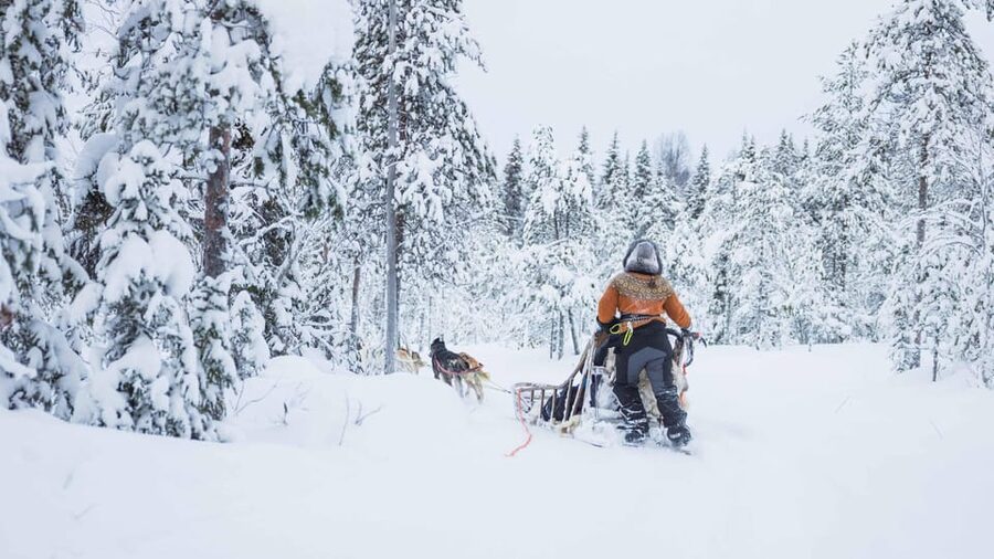 Rovaniemi: Husky Farm Visit with a Sledge Ride - The 1-kilometer ride through snowy woods