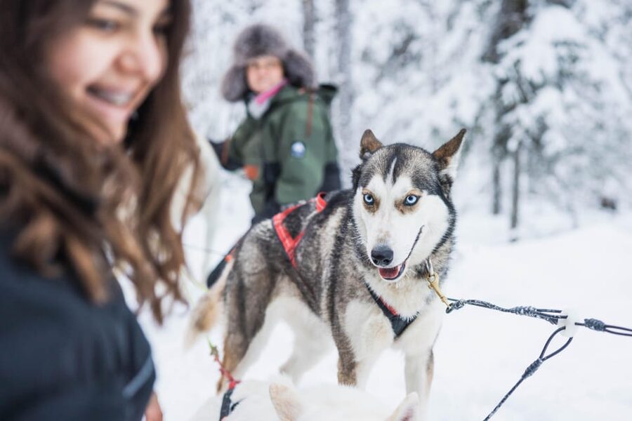 Rovaniemi: Husky Farm Visit with a Sledge Ride - What the guide and mushers explain