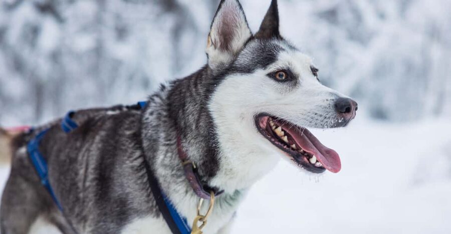 Rovaniemi: Husky Farm Visit with a Sledge Ride - Winter clothing and staying comfortable