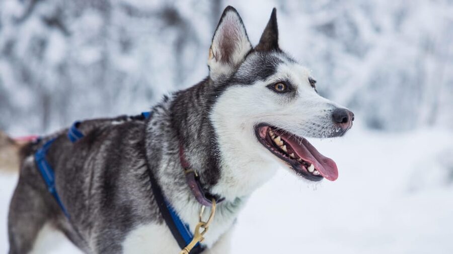 Rovaniemi: Husky Farm Visit with a Sledge Ride - What the kennel visit adds