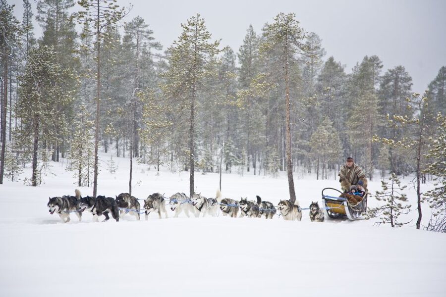 Rovaniemi: Husky & Reindeer Experience with Snowmobile Ride - Is $225 a fair price?