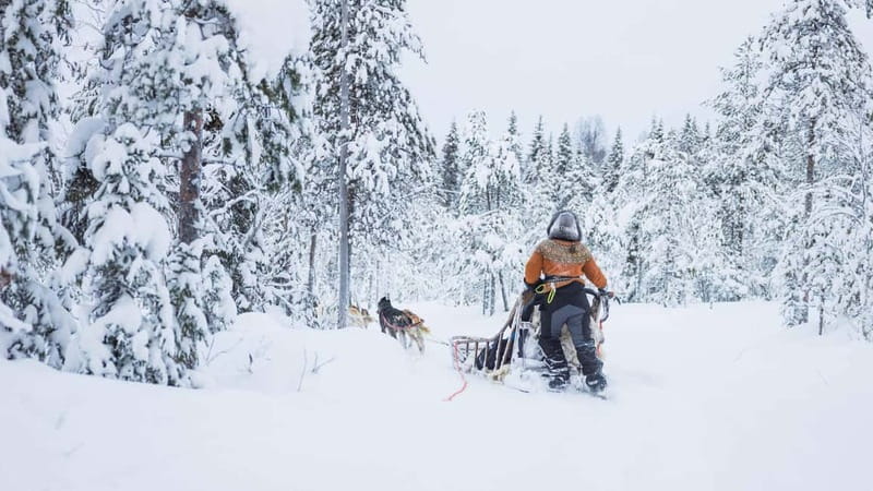 Rovaniemi: Husky & Reindeer Experience with Snowmobile Ride - Why this package works well in Rovaniemi