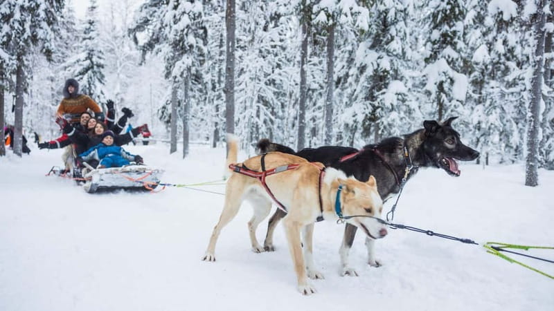 Rovaniemi: Husky & Reindeer Experience with Snowmobile Ride - The Alaskan Husky ride