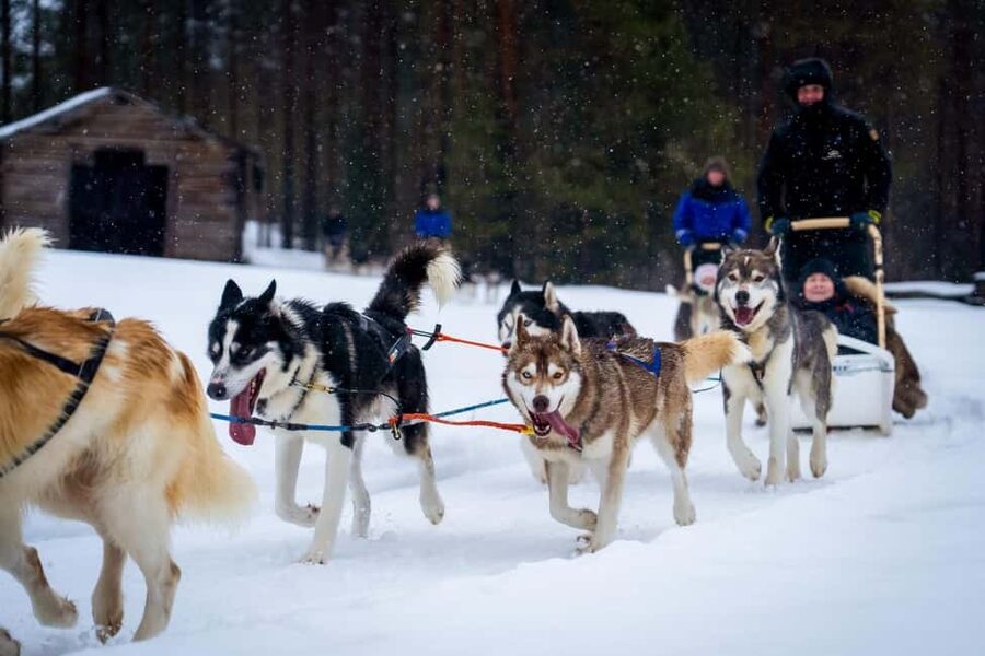 Rovaniemi: Husky Safari & Campfire BBQ – 6‑10 km Self‑Drive - Starting with a Small Husky Team