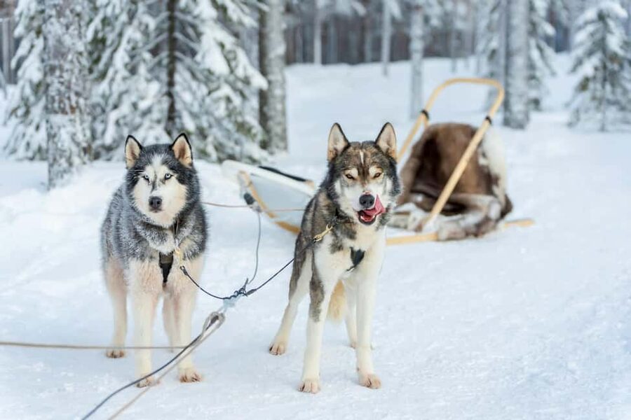 Rovaniemi: Husky Safari & Campfire BBQ – 6‑10 km Self‑Drive - Learning to Control the Sled