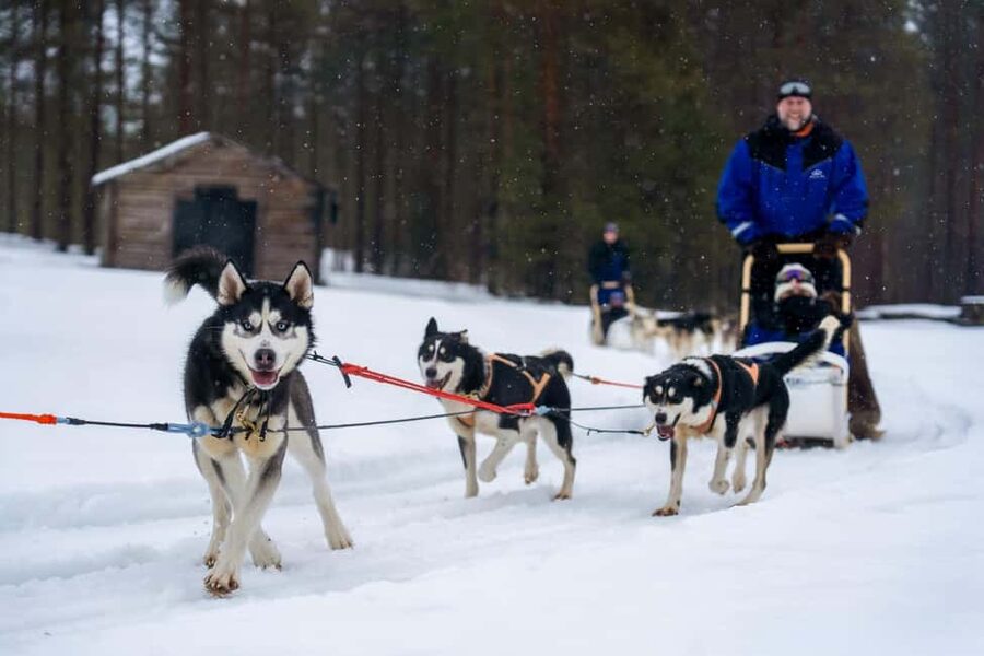 Rovaniemi: Husky Safari & Campfire BBQ – 6‑10 km Self‑Drive - Warming Up with Sausage and Berry Juice