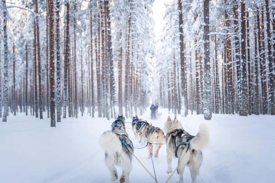 Rovaniemi: Husky Safari & Campfire BBQ – 6‑10 km Self‑Drive - Clothing, Cold, and What to Bring