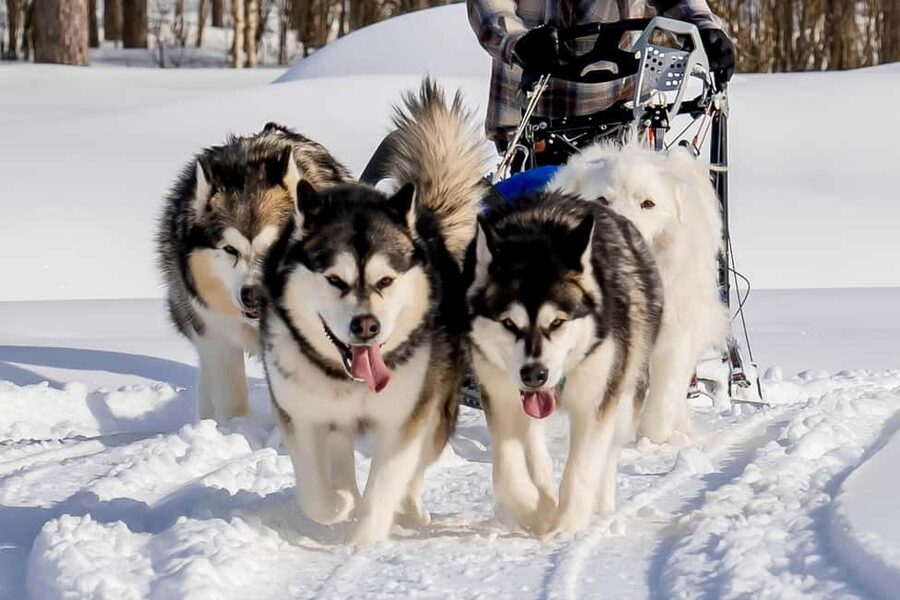 Rovaniemi: Husky Safari & Campfire BBQ – 6‑10 km Self‑Drive - How the Price Makes Sense, and Where It Does Not