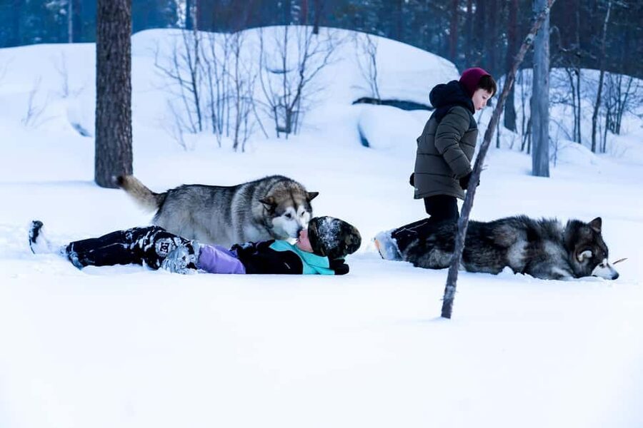 Rovaniemi: Husky Safari & Campfire BBQ – 6‑10 km Self‑Drive - Who Will Enjoy This Most