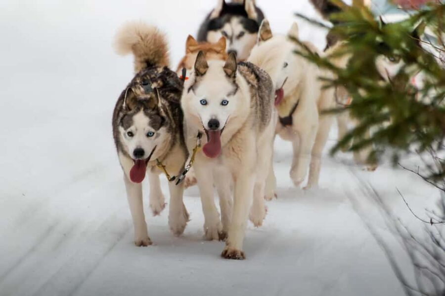 Rovaniemi: Husky Safari & Campfire BBQ – 6‑10 km Self‑Drive - Learning to mush before the 6 to 10 km trek