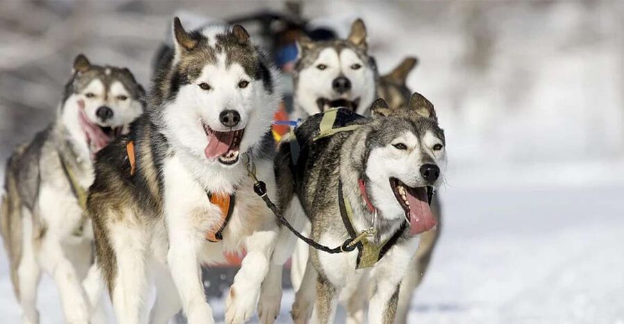 Rovaniemi: Husky Safari on a Snowy Trail - Driving a husky team through the Rovaniemi forest