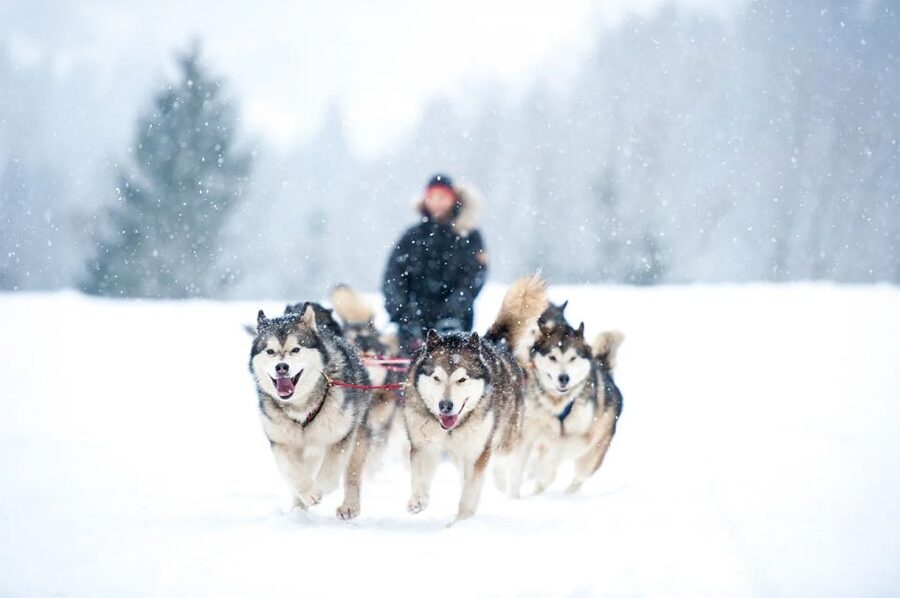 Rovaniemi: Husky Safari on a Snowy Trail - What the 10-kilometer ride is really like