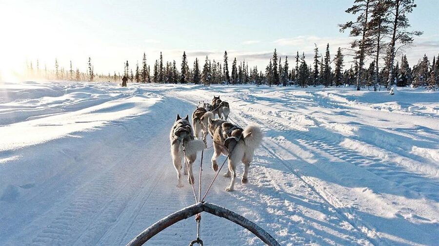 Rovaniemi: Husky Safari on a Snowy Trail - Who will enjoy this most