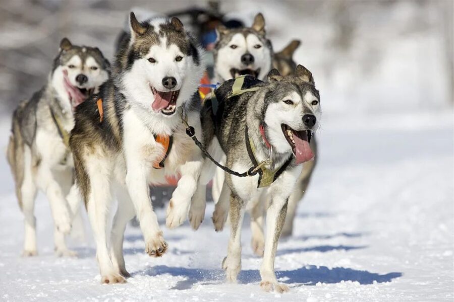 Rovaniemi: Husky Safari on a Snowy Trail - Arriving at the traditional husky farm