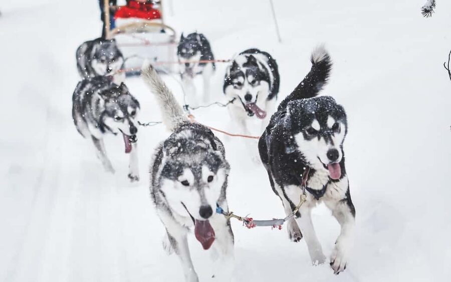 Rovaniemi: Husky Sled Ride and Farm Visit - Key points to know before you book