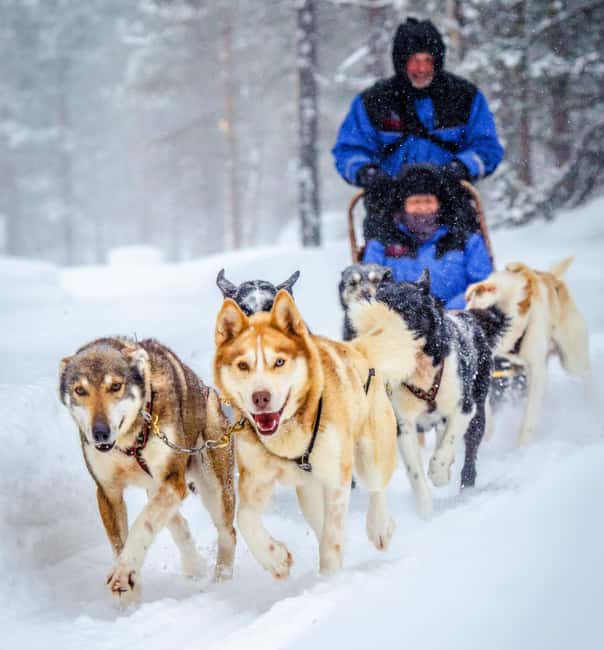 Rovaniemi: Husky Sled Ride and Farm Visit - Meeting the huskies outside Rovaniemi