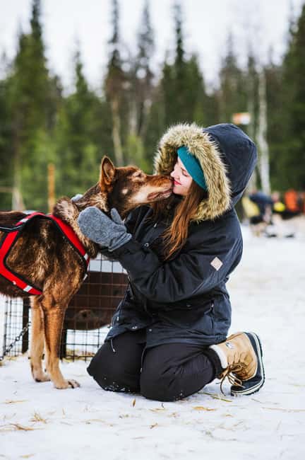 Rovaniemi: Husky Sled Ride and Farm Visit - Time with the dogs after the ride