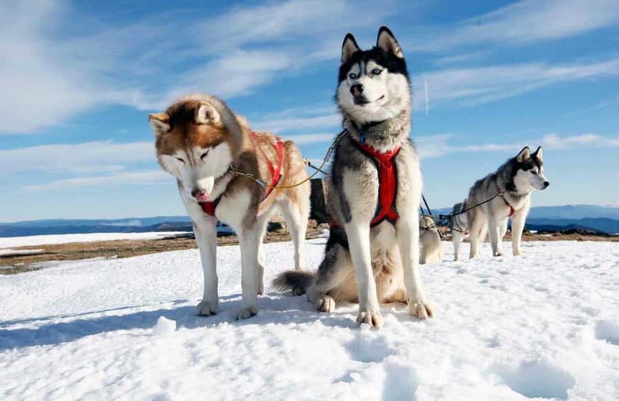 Rovaniemi: Husky Sled Ride and Farm Visit - Warming up in the heated hut
