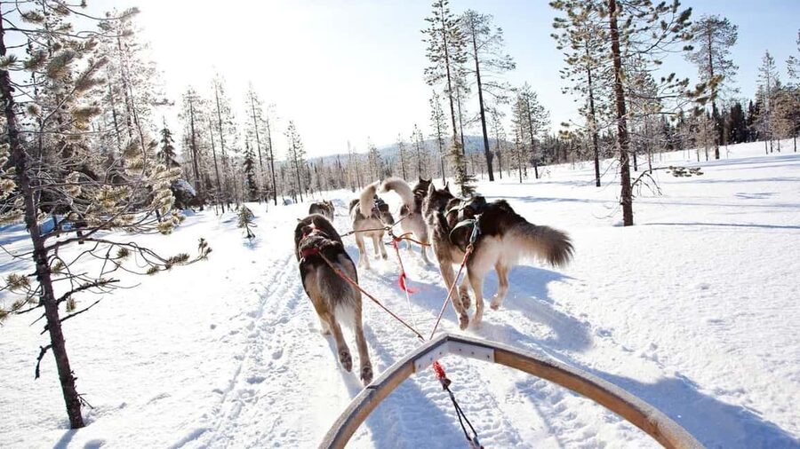 Rovaniemi: Husky Sled Ride and Farm Visit - How the timing works in real terms
