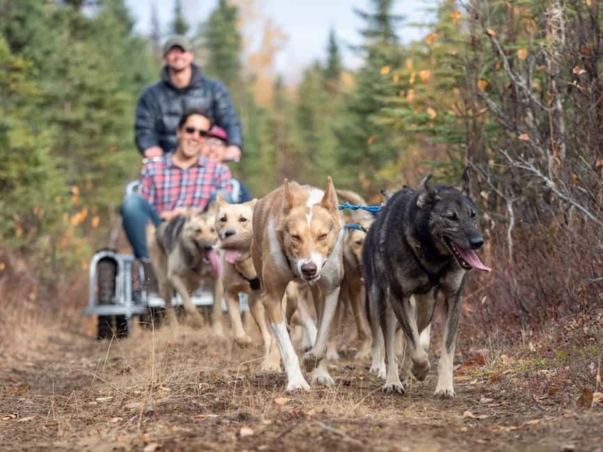 Rovaniemi: Husky Sled Ride and Farm Visit - Is $117 a fair price?