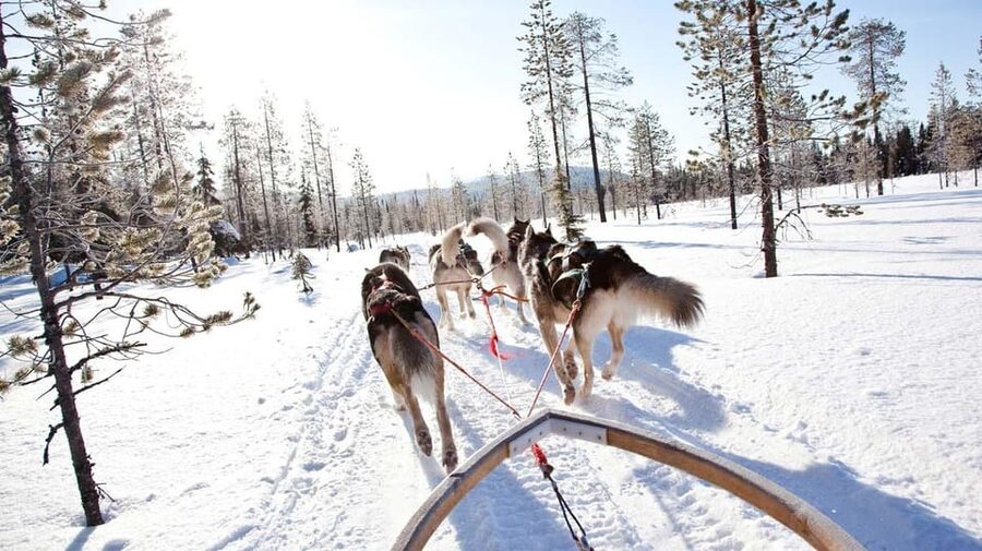 Rovaniemi: Husky Sled Ride and Farm Visit - Practical booking advice for a winter visit