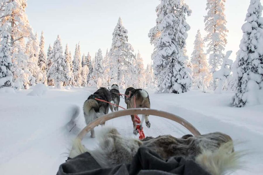 Rovaniemi: Husky Sled Ride and Farm Visit - What the 500 to 800 meter sled ride feels like