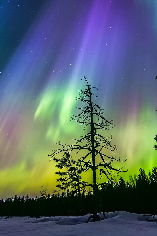 Rovaniemi: Ice Floating in Forest Lake with Aurora Borealis - Waiting for the Aurora without false promises
