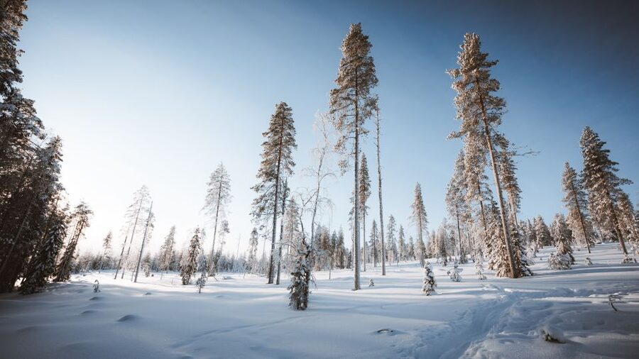 Rovaniemi: Lapland Ski Trekking Safari - Frozen lakes, viewpoints, and quiet Arctic scenery
