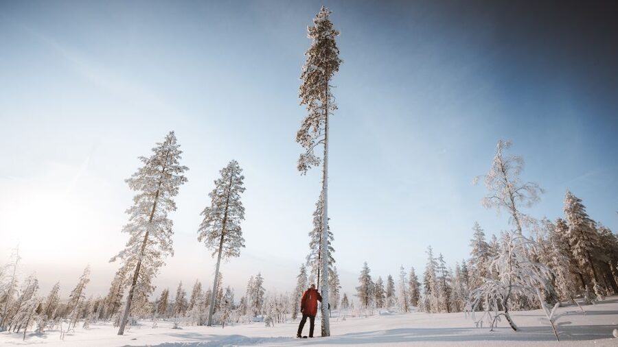 Rovaniemi: Lapland Ski Trekking Safari - The campfire stop with sausage and hot drinks