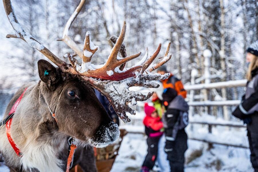 Rovaniemi: Local Reindeer Farm Visit with Sleigh Ride - The ride from Rovaniemi to a real working farm