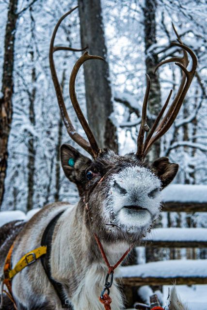 Rovaniemi: Local Reindeer Farm Visit with Sleigh Ride - How the timing works from pickup to drop-off