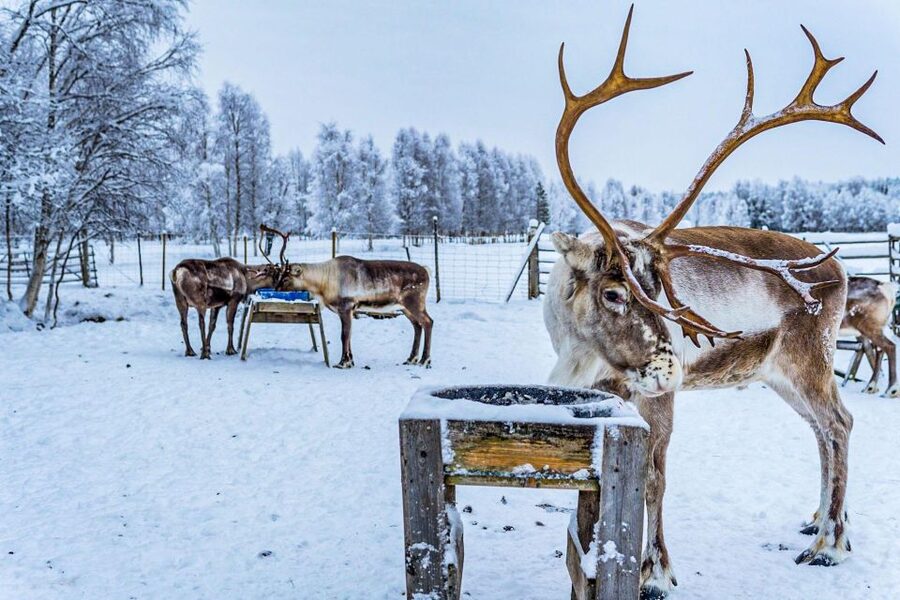 Rovaniemi: Local Reindeer Farm Visit with Sleigh Ride - Is the $190 price good value?