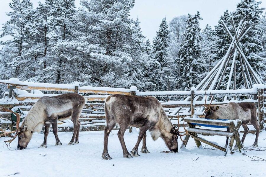 Rovaniemi: Local Reindeer Farm Visit with Sleigh Ride - Meeting the reindeer and hearing the local story