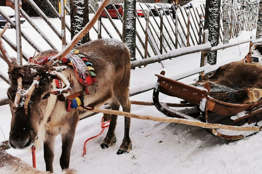 Rovaniemi: Meet Santa Claus, Reindeer Sleigh Ride & Huskies - Should you book it?
