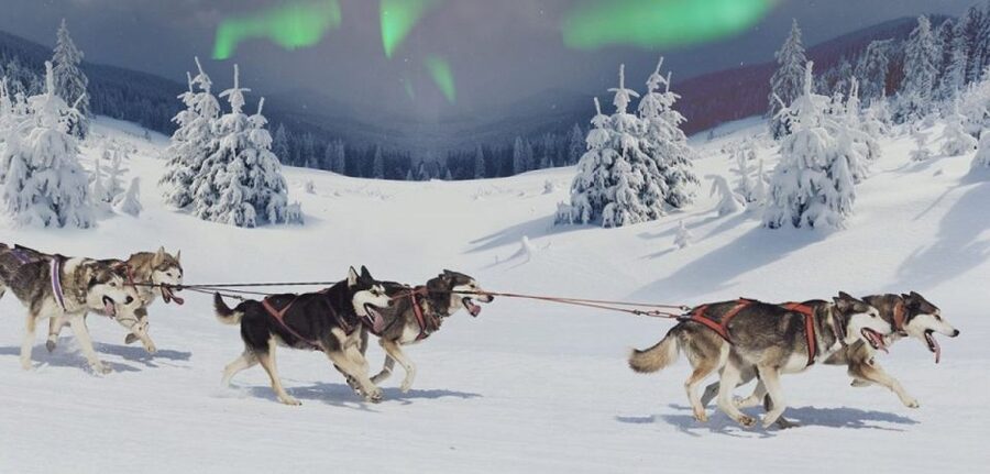 Rovaniemi: Northern Lights and Husky Sleigh Ride - Key points to know before booking