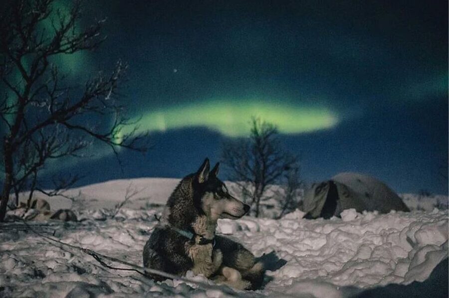Rovaniemi: Northern Lights and Husky Sleigh Ride - How much value do you get for $269?