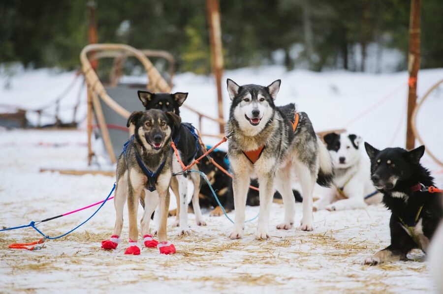 Rovaniemi: One Hour Husky Experience - A gentle first look at Lapland husky life