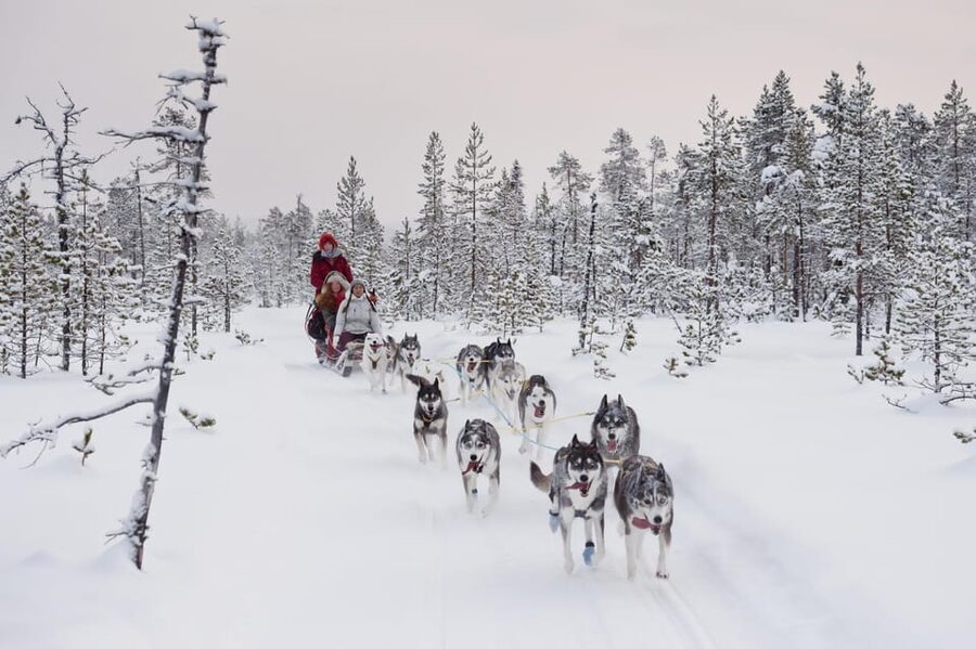 Rovaniemi: One Hour Husky Experience - Who will enjoy this short husky visit