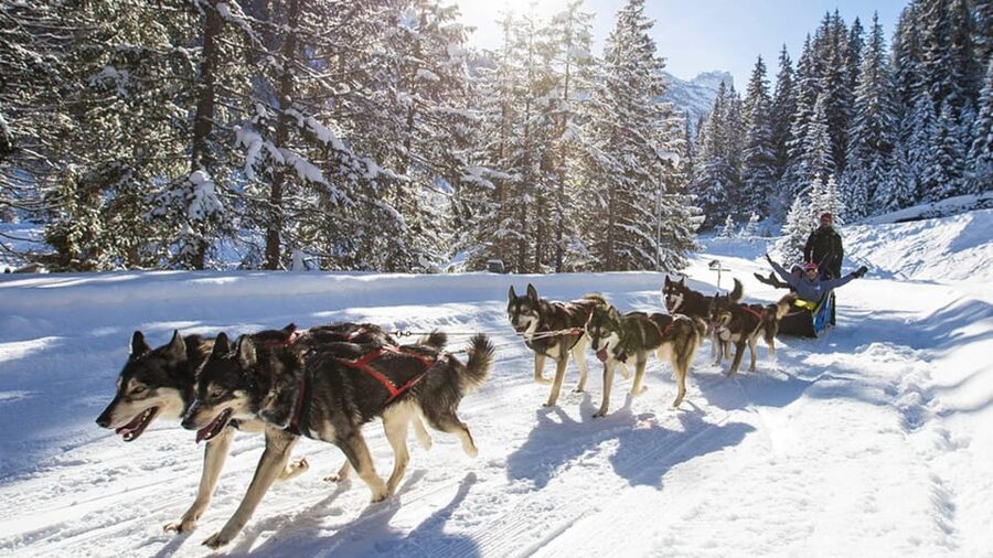Rovaniemi: One Hour Husky Experience - Practical ways to get more from the visit