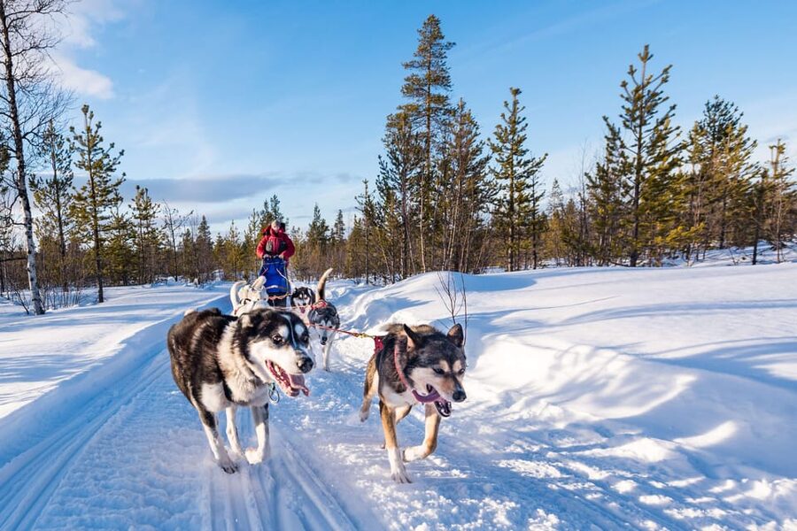 Rovaniemi: One Hour Husky Experience - Meeting the sled dogs before the ride
