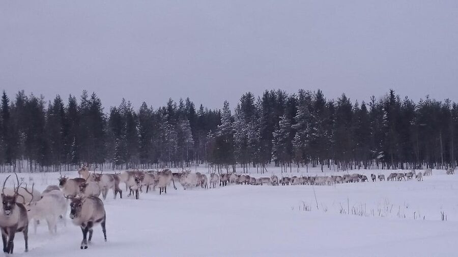 Rovaniemi: Private Reindeer Farm Visit and Walk-Along - A quiet farm visit 90 kilometers north of Rovaniemi