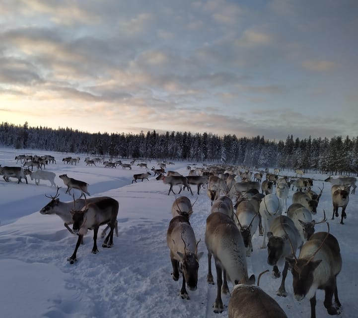 Rovaniemi: Private Reindeer Farm Visit and Walk-Along - Riding a snowmobile sledge into the reindeer pasture