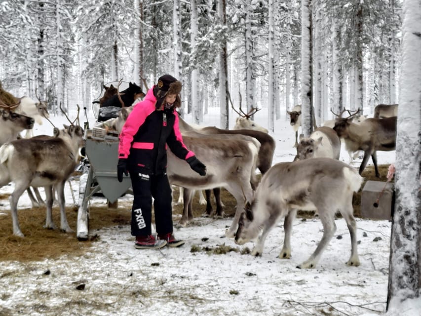 Rovaniemi: Private Reindeer Farm Visit and Walk-Along - Learning how reindeer husbandry works in Lapland