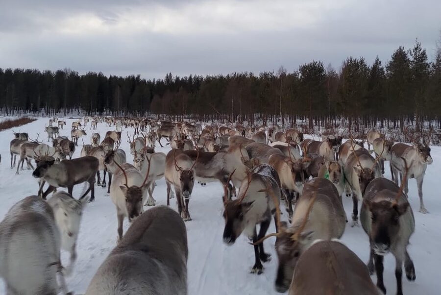 Rovaniemi: Private Reindeer Farm Visit and Walk-Along - Walking through the forest with young reindeer