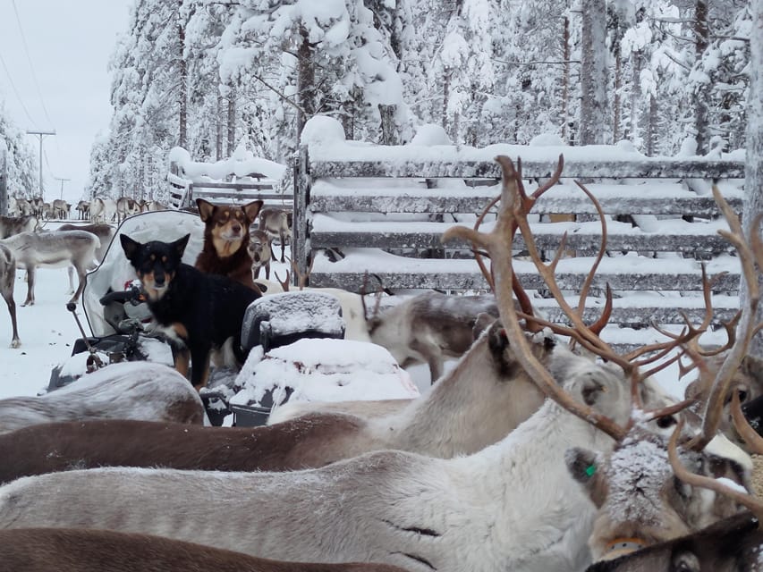 Rovaniemi: Private Reindeer Farm Visit and Walk-Along - Berry juice, homemade treats, and a kota fire