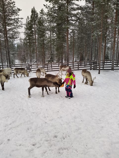 Rovaniemi: Private Reindeer Farm Visit and Walk-Along - What the $165 price means