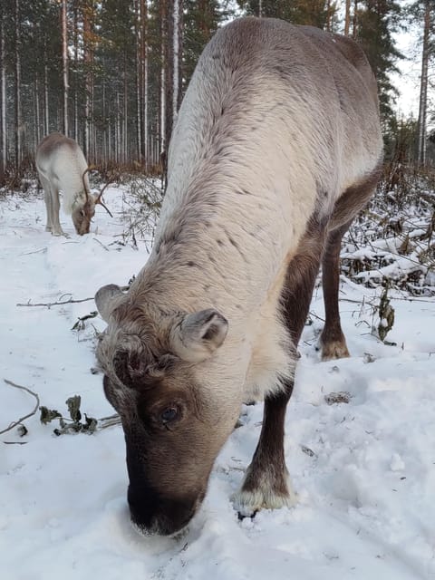 Rovaniemi: Private Reindeer Farm Visit and Walk-Along - How to dress for two hours outside